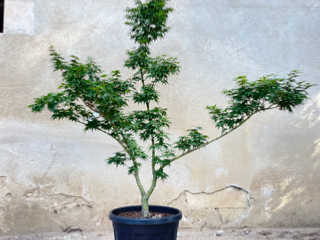 Acer Palmatum "Seun Kaku" C30