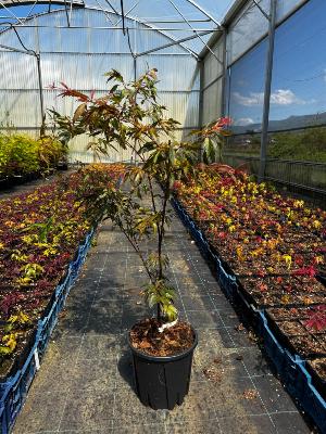 Acer Palmatum "Beni Hagoromo" C5