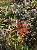Acer Palmatum "Jerre Schwartz" C5