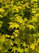 Acer Shirasawanum "Jordan" C5