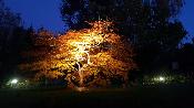 Acer Dissectum "Green Globe" C10