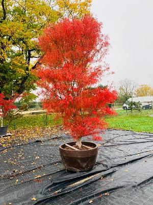 Acer Palmatum "Koto No Ito" C20