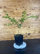 Acer Palmatum "Seigen" C2,4