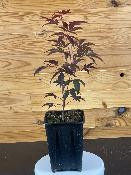 Acer Palmatum "Fire Glow" C2,4