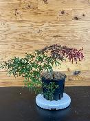 Acer Dissectum "Semis" C3