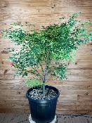 Acer Palmatum "Scolopendrifolium" C45
