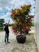Acer Palmatum "Carminium" C25