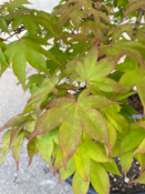 Acer Palmatum "Osakazuki" C90