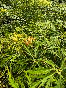 Acer Dissectum "Green Lace" C5