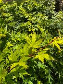 Acer Palmatum "Japanese Sunrise" C5