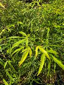 Acer Palmatum "Koto No Ito" C5