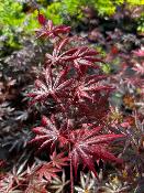 Acer Palmatum "Trompenburg" C5
