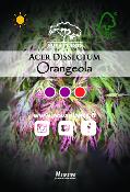 Acer Dissectum "Orangeola" C2,4