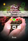 Acer Palmatum "Semis" C15