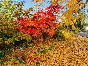 Acer Japonicum "Aconitifolium" C45