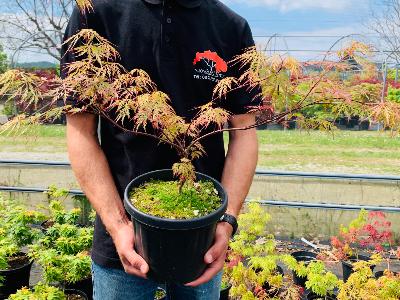 Acer Dissectum "Semis" C3