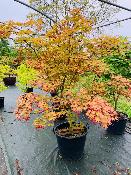 Acer Palmatum "Nicholsonii" C30