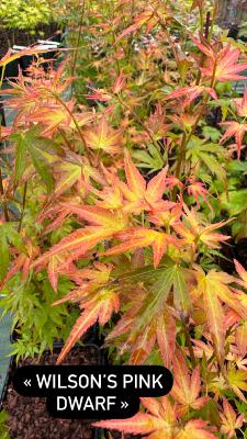 Acer Palmatum "Wilson's Pink Dwarf" C2,4