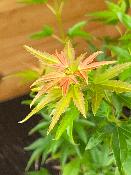 Acer Palmatum "Semis" C25