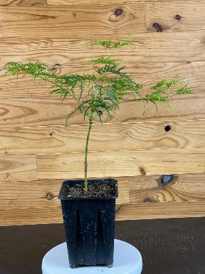 Acer Dissectum "Green Lace" C2,4