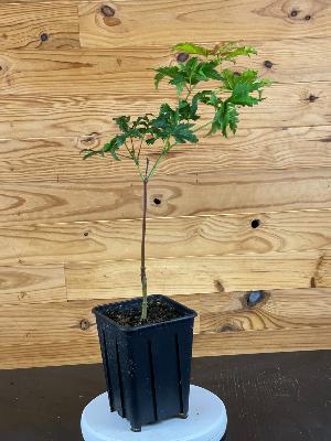 Acer Japonicum "Vitifolium" C2,4