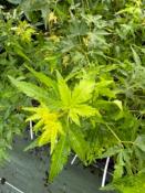 Acer Palmatum "Ryusen" C2,4