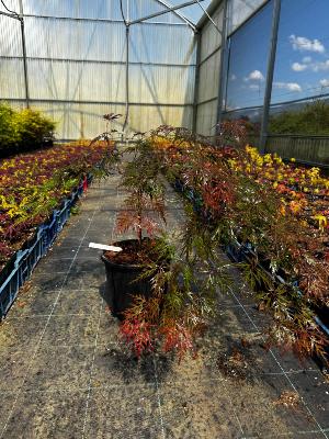 Acer Dissectum "Orangeola" C5