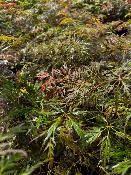 Acer Dissectum "Ornatum FG" C5