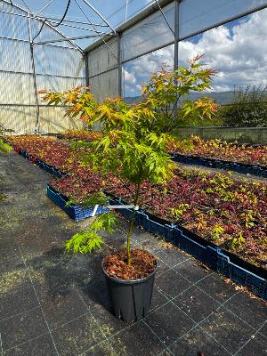 Acer Palmatum "Wilson's Pink Dwarf" C5