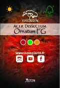 Acer Dissectum "Ornatum FG" C2,4