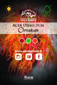 Acer Dissectum "Ornatum" C20