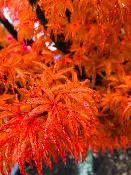 Acer Palmatum "Shishigashira" C12 Déco