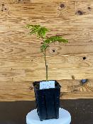 Acer Shirasawanum "Automn Moon" C2,4