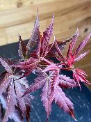 Acer Palmatum "Trompenburg" C2,4