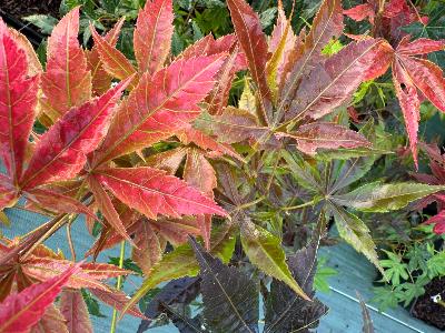 Acer Palmatum "Alexandre 1" C2,4