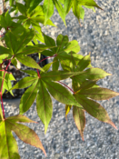 Acer Palmatum "Osakazuki" C20