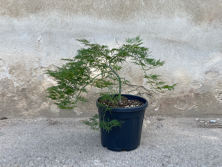 Acer Dissectum "Viridis" C10