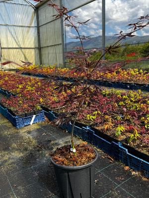 Acer Palmatum "Trompenburg" C5
