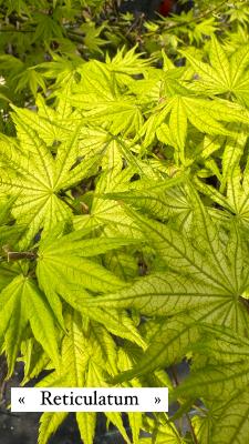 Acer Palmatum "Reticulatum" C2,4