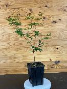 Acer Palmatum "Deshojo" C2,4