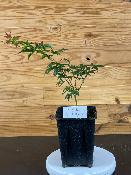 Acer Palmatum "Murasaki Kiyohime" C2,4