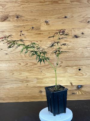 Acer Palmatum "Divine" C2,4