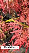 Acer Dissectum "Rubrifolium" C2,4