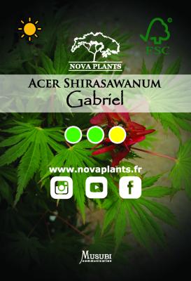 Acer Shirasawanum "Gabriel" C12 Déco