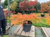 Acer Dissectum "Viridis" C45