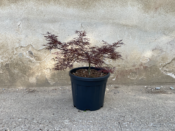 Acer Dissectum "Stella Rossa" C20