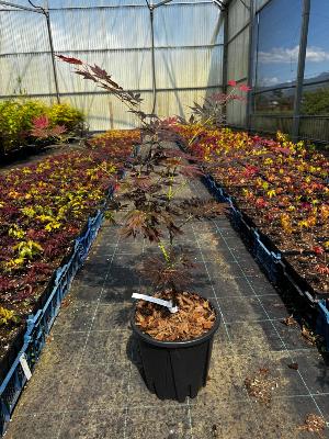 Acer Palmatum "Divine" C5