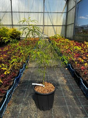 Acer Palmatum "Koto No Ito" C5