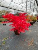 Acer Palmatum "Mila Originel" C2,4