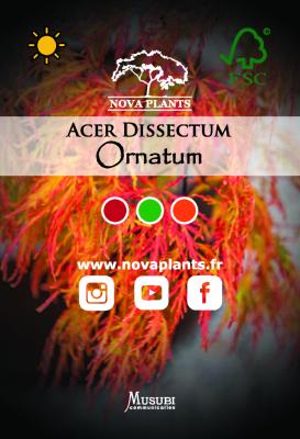 Acer Dissectum "Ornatum" C3